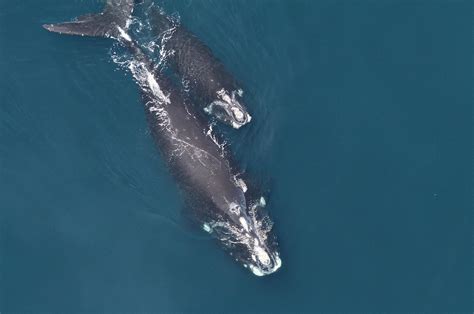 The Vineyard Gazette - Martha's Vineyard News | Right Whale Population ...