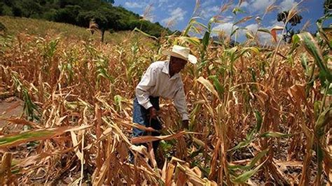 Canícula intensa amenaza las cosechas de granos básicos en Honduras