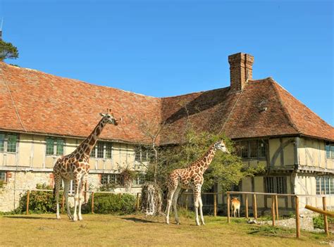 Giraffe Hotel to Open in the UK | Engoo Daily News