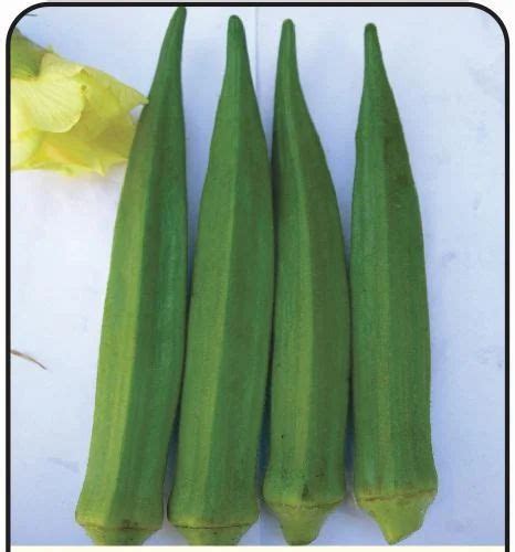 Open Pollinated Okra Bhindi Okra Arka Anamika Bhindi Manufacturer