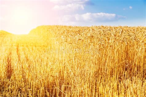 Golden Ripe Wheat Field Just Before Harvesting Stock Image Image Of