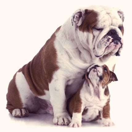 bulldog information  breed guide petcarerx
