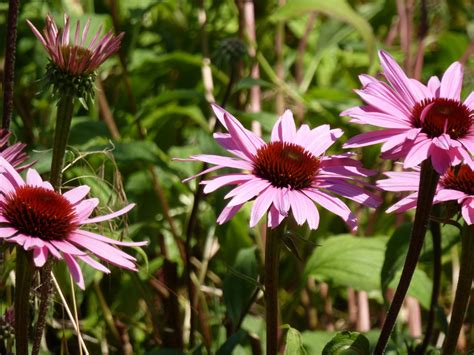 Grow Echinacea for Cut Flowers and Pollinators