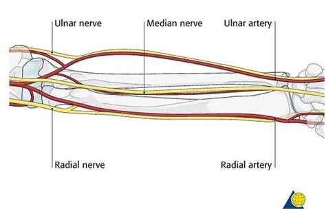 Forearm Artery Reveals Humans Are Still Evolving In 2020 Arteries Nerve Median Nerve