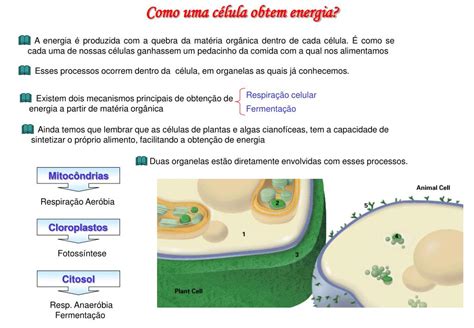 Ppt A Obtenção De Energia Pela Célula Powerpoint Presentation Free