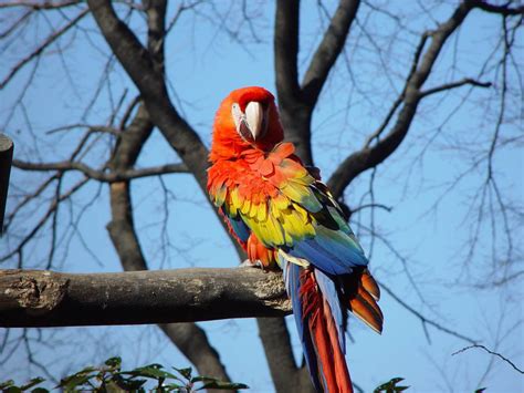 Birds: Macaw