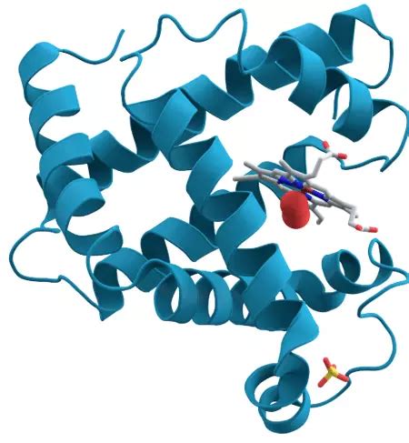 Protein Function In Oxygen Transport Simplemed Learning Medicine