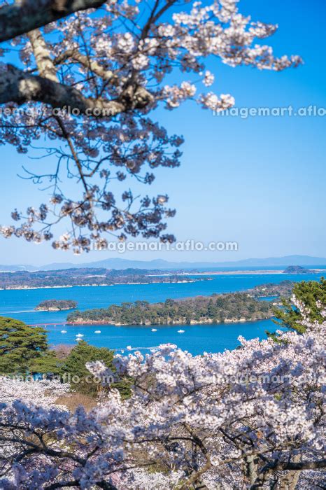 日本三景・松島 西行戻しの松公園 春 桜 松島湾（宮城県松島町）の写真素材 224265586 イメージマート