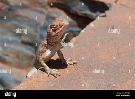 Lizard pilbara dragon in Kalamina Gorge Karijini National Park Pilbara ...