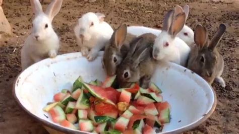 What Are The Best Fruits And Vegetables For Rabbits At Gordon Miller Blog