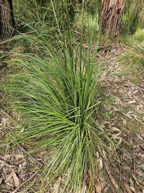 Red Fruit Saw Sedge From Selby VIC 3159 Australia On September 14