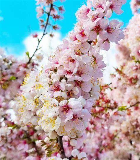 Prunus Elvins Flowering Plum Hello Hello Plants Garden Supplies