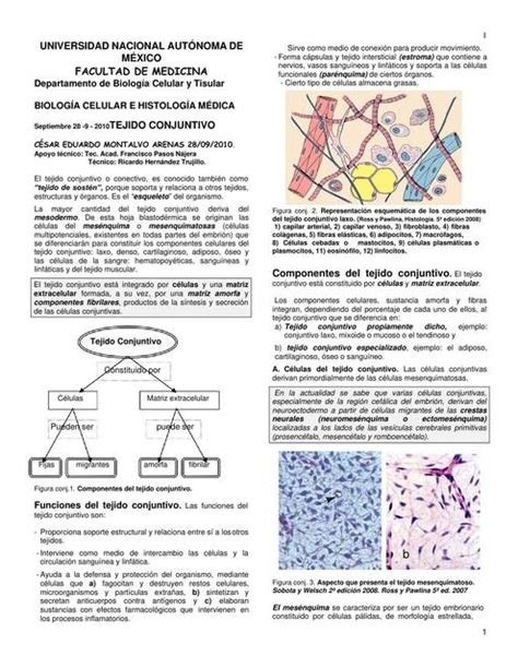 Tejido Conjuntivo Biología General uDocz