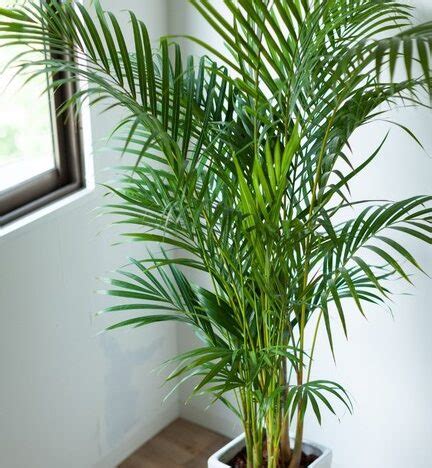 Palma Areca Grande La Planta Perfecta Para Decorar Tu Hogar