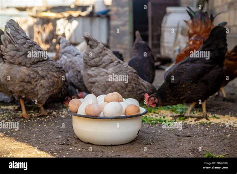 Geese And Chicken On The Farm Eggs In A Bowl Stock Photo Alamy