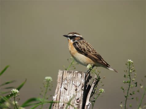 Vogelbeobachtung Auf Dem Tempelhofer Feld 14 03 2023 08 00 09 00 Uhr