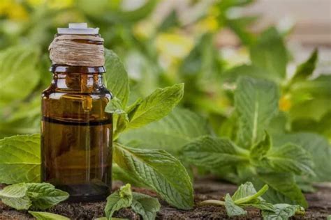 Los Beneficios Del Aceite Esencial De Menta Y Como Usarlo Tienda