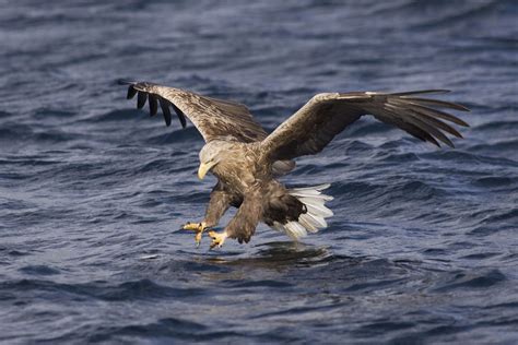 Golden Eagle Birdwatch Ireland