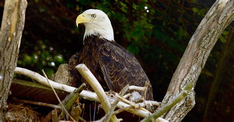 Bald eagle population continues to soar