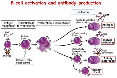 Thymus Function Locations And Role In Immune System