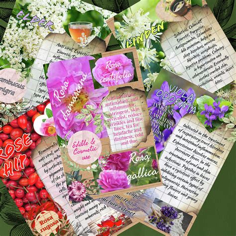 Herbalist Illustrations Prints Flowers Photograph By Ana Naturist Pixels