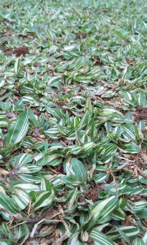 Rumput Gajah Mini Varigata Gardening On Carousell