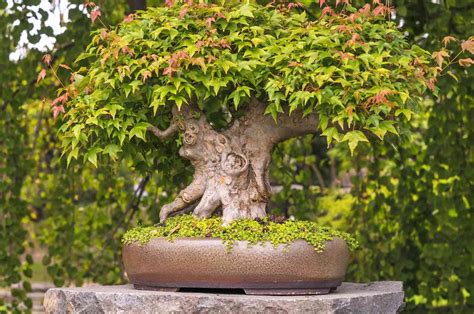 How to Grow and Care for Japanese Maple Bonsai