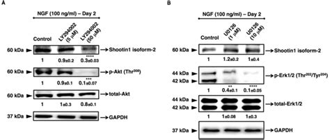 Effects Of Pi K And Ras Mapk Inhibitors On Ngf Induced Activation Of