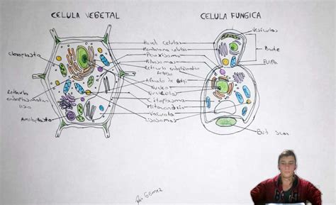 Celula Vegetal Vs Celula Fungica