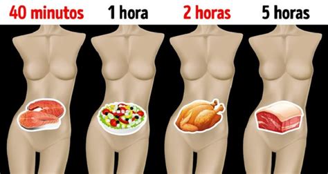 Tabla Para Conocer El Tiempo De Digesti N De Los Alimentos Marathon