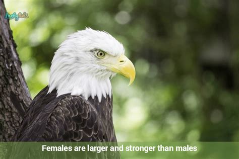 Interesting Fun Facts About Eagles You Probably Didnt Know Before