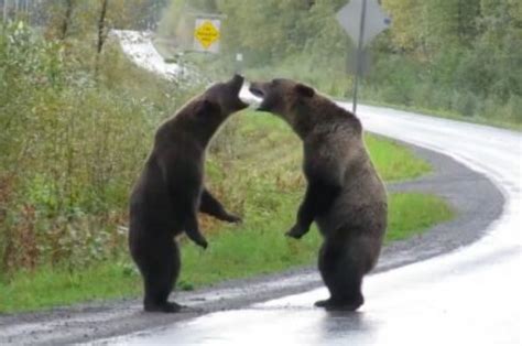 La Pelea Entre Dos Osos Que Se Volvió Viral