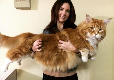 12 Biggest House Cat Breeds In The World With Photos