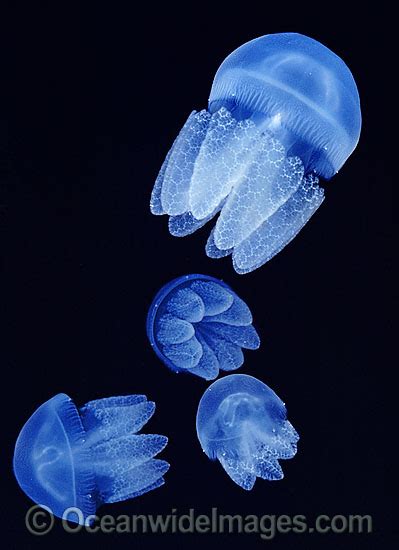 Species Of Jellyfish