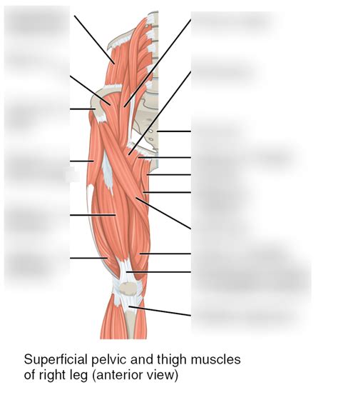 Diagram Of Thigh Muscles Quizlet