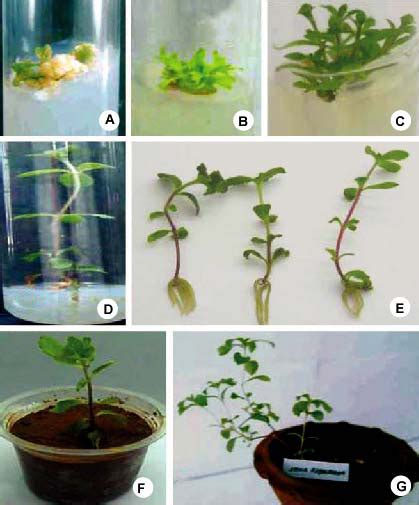 Regeneration Of Multiple Shoots From Leaf Derived Callus Of Stevia