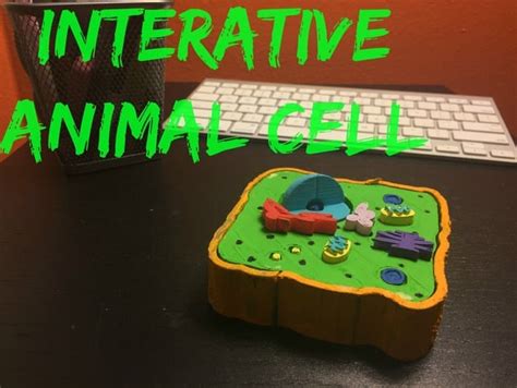 7th Grade Animal Cell Project Niva 7th Grade Science Class D I Y 3d