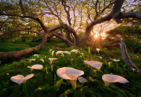 White peace lily, calla lilies, flowers, trees, sunset HD wallpaper | Wallpaper Flare