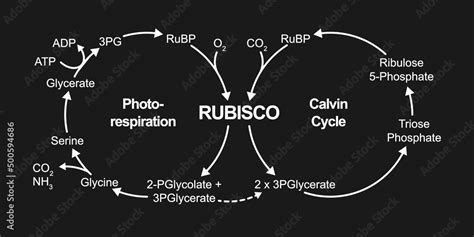 Scientific Designing Of Photorespiration. Oxidative Photosynthetic ...