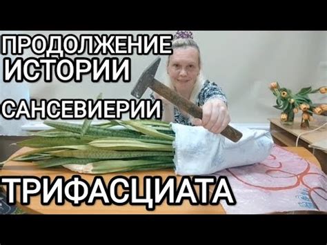 ДВЕ пересадки в мае,-8 месяцев спустя. Как изменились сансевиерии ...