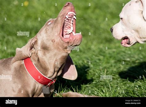 Pitbull biting hi-res stock photography and images - Alamy