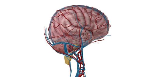 Arterial Supply To The Brain Stock Illustration Illustration Of