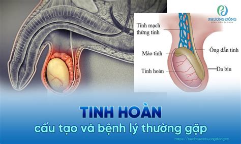 Tinh hoàn là gì Cấu tạo chức năng và những bệnh lý thường gặp