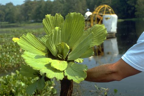 Water Lettuce Plant Management In Florida Waters An Integrated Approach University Of