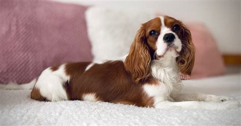 Cachorros De Pequeno Porte