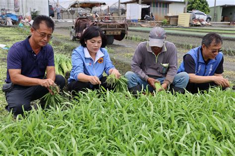 防範山陀兒颱風損害農民心血 張麗善巡視葉菜類搶收情形 蕃新聞