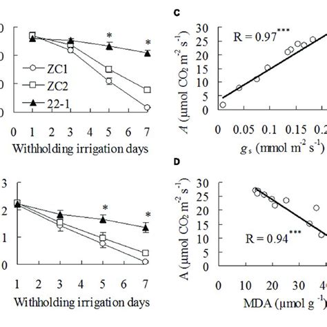 Net Photosynthetic Rate A And Stomatal Conductance G S In The