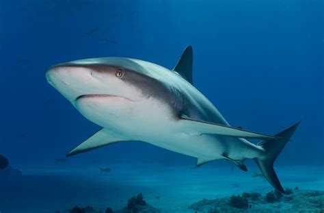 Bahamas Marine Protected Areas Shark Allies