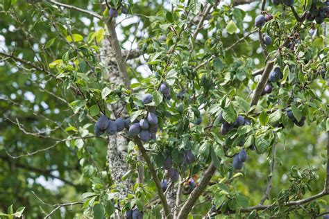 japanese plum tree nz - Merlene Lombard