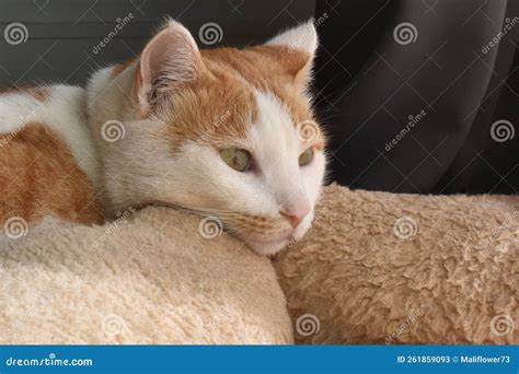 Ginger And White Cat Lying On Bed Stock Image Image Of Eyes